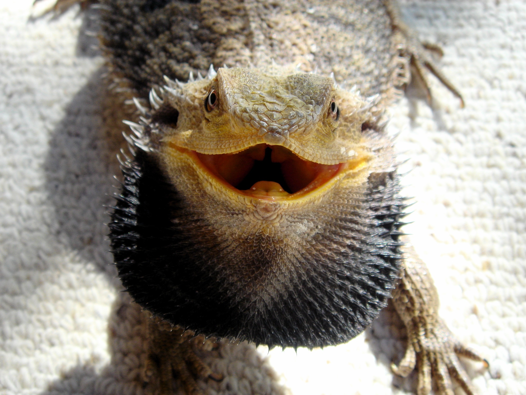 bearded dragon puffing beard | Animal Knowledge